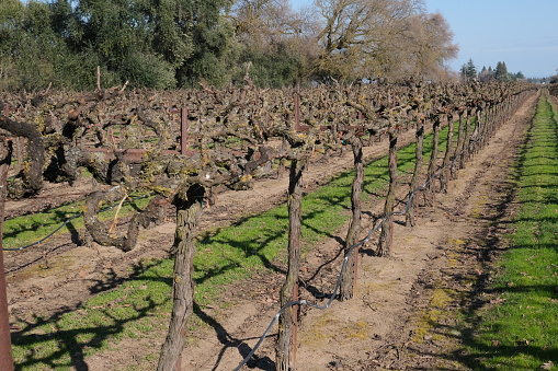 Viñas viejas de Lodi, CA en campo sin hojas verdes photo