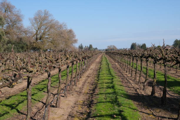 vecchia lodi, viti ca in campo senza foglie verdi - vineyard in a row crop california foto e immagini stock