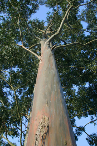 ユーカリ - eucalyptus wood ストックフォトと画像