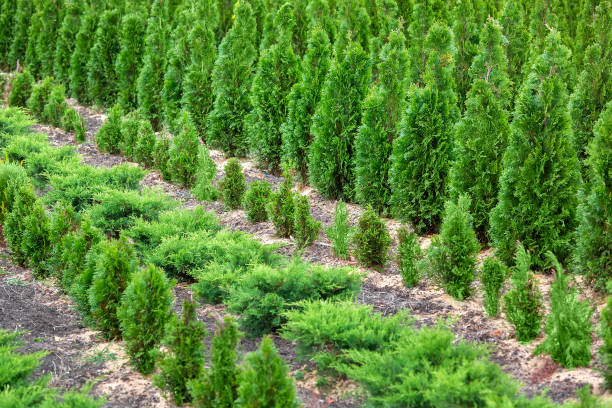 istock Thuja seedling garden growing in rows, ornamental plants for landscape design. 1217032748