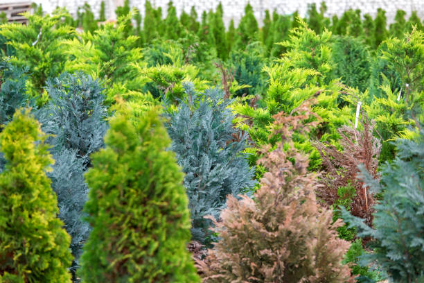 istock Thuja seedling garden growing in rows, ornamental plants for landscape design. 1217032764
