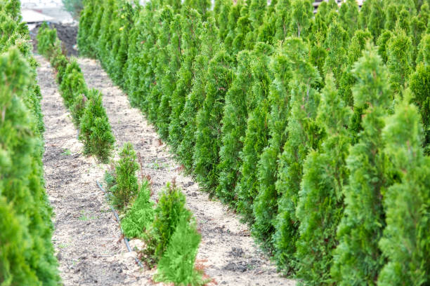 istock Thuja seedling garden growing in rows, ornamental plants for landscape design. 1217032788