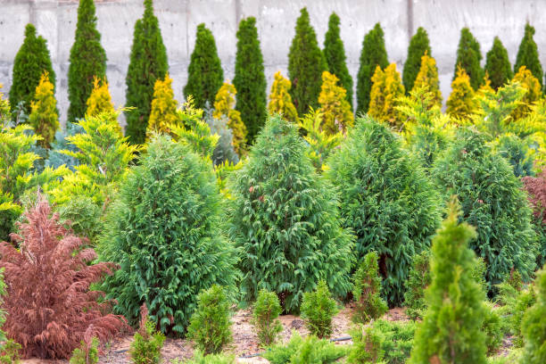 istock Thuja seedling garden growing in rows, ornamental plants for landscape design. 1217032923