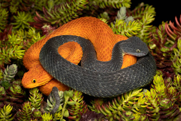 Male (Black) & Female (Orange) Venomous Bush Viper Snakes (Atheris squamigera) stock photo
