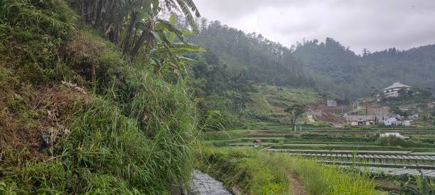 istock Small river in the village in Indonesia 1217033856