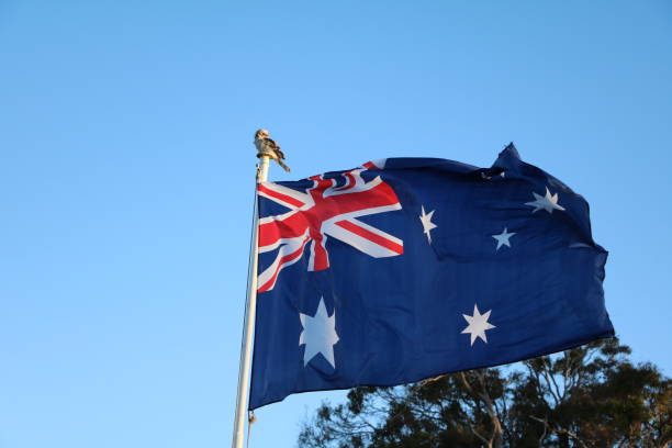 istock Flag of Australia and Kookaburra 1217034519