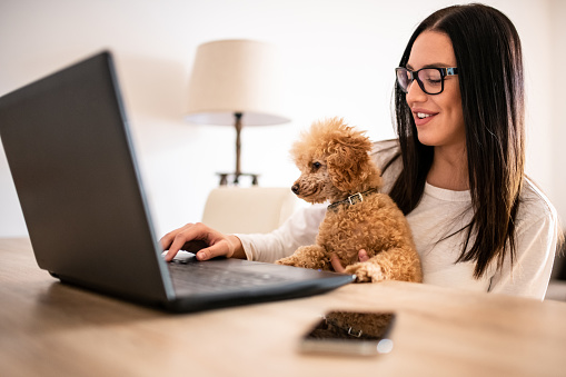 Joven sentada en el escritorio de su casa, trabajando en la computadora portátil mientras su mascota se sienta en su regazo. Freelancer trabaja desde conceptos domésticos en un ambiente informal. photo
