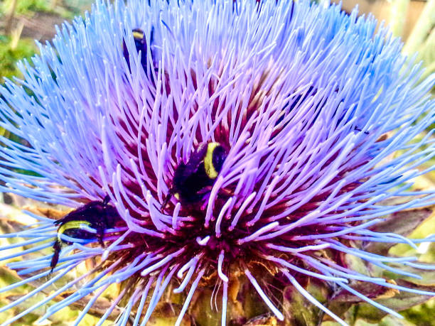 Three bumblebees gathering pollen in a purple and blue thistle
