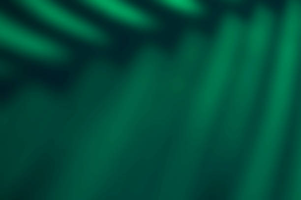 Beautiful fern leaves green shadow colored background in artificial light for the text