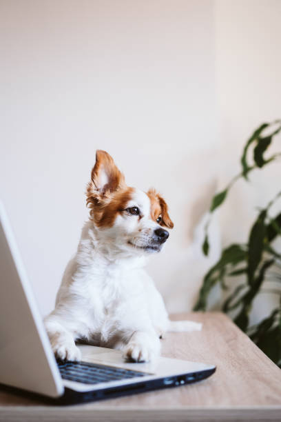 süße jack russell hund arbeitet auf laptop zu hause. bleiben sie zu hause. technologie- und lifestyle-indoors-konzept - fun mouse animal looking stock-fotos und bilder