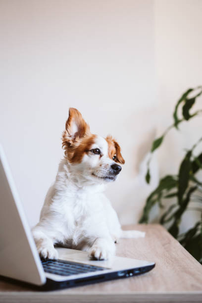 lindo perro jack russell trabajando en la computadora portátil en casa. quédate en casa. concepto de tecnología y estilo de vida en interiores - fun mouse animal looking fotografías e imágenes de stock