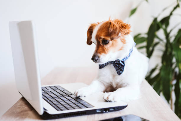 süße jack russell hund arbeitet auf laptop zu hause. eleganter hund trägt eine fliege. bleiben sie zu hause. technologie- und lifestyle-indoors-konzept - fun mouse animal looking stock-fotos und bilder