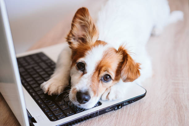 süße jack russell hund arbeitet auf laptop zu hause. bleiben sie zu hause. technologie- und lifestyle-indoors-konzept - fun mouse animal looking stock-fotos und bilder