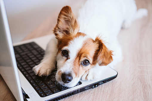 cute jack russell dog working on laptop at home. Stay home. Technology and lifestyle indoors concept