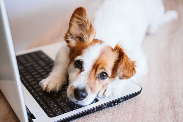 bonito jack russell dog trabalhando em laptop em casa. fique em casa. conceito de tecnologia e estilo de vida dentro de casa - fun mouse animal looking - fotografias e filmes do acervo