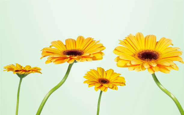 istock Group of daisies 1217037684