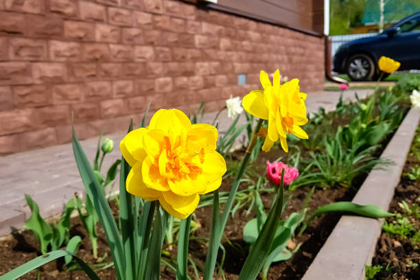 istock Yellow daffodils bloom in the garden. 1217037751