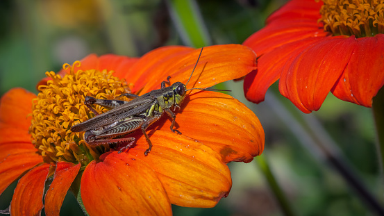 A grasshopper enjoys the sun on a Mexican tithonia.