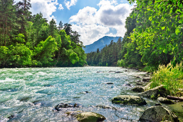 bolshoy zelenchuk river in the caucasus mountains on a summer day stock photo