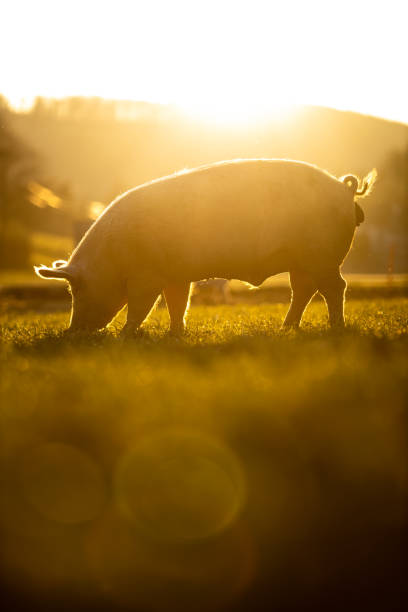 pigs eating in an organic meat farm - domestic pig imagens e fotografias de stock