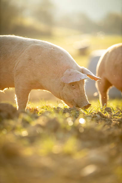 istock Pigs eating in an organic meat farm 1217041376