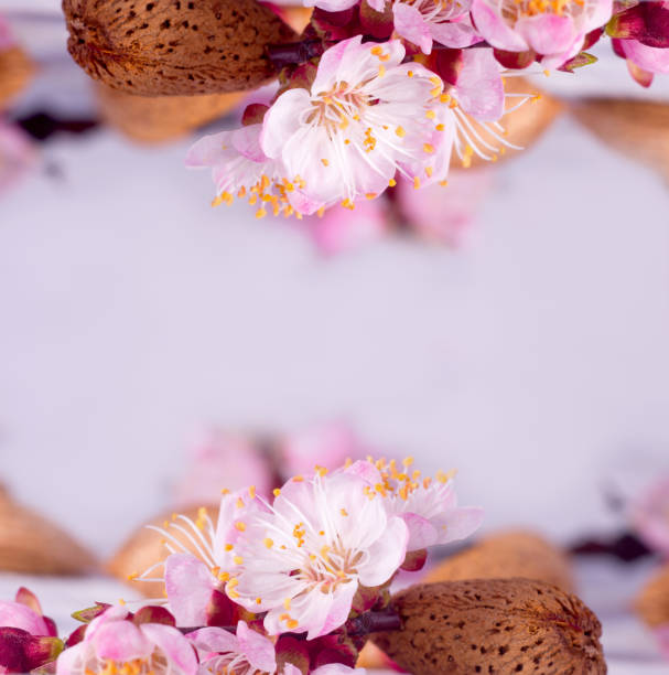 istock Almonds in shell with a flower on a white wooden background. 1217042560