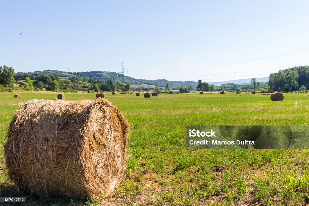 Green field in Tuscany, Italy Green field in Toscane, Italy Horizontal Stock Photo
