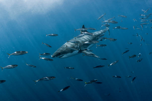 Swimming Great White Shark A Great White Shark in Guadalupe Island in Mexico school of fish photos stock pictures, royalty-free photos & images