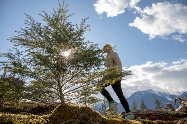 istock Woman hikes through logging zone in the morning 1217044202