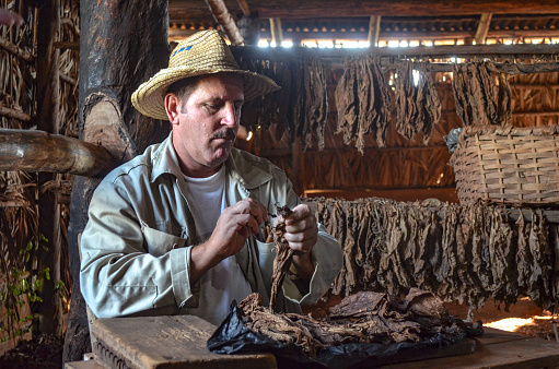 A Cuban man hand making authentic Cigars at a plantation near Vinales in the Pinar del Rio state, Cuba