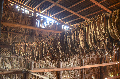 Tobacco leafs drying for use in cigar making on a rural plantation in the agricultural region of Vinales. Pinar del Rio state, Cuba