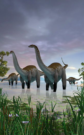 Concept of an Apatosaurus dinosaur herd in shallow water, 3d render
