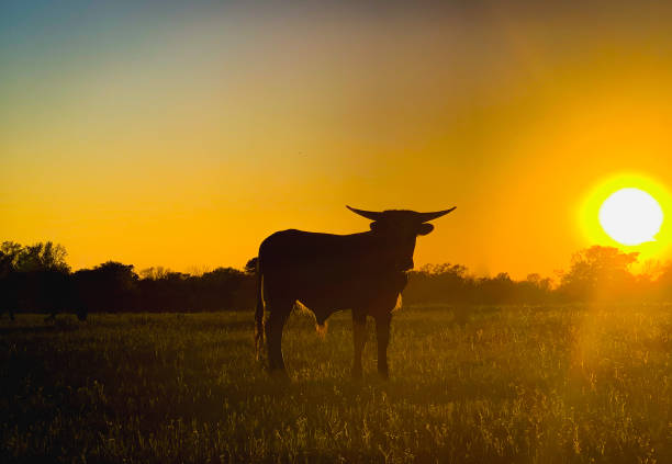 istock TX longhorn silhouette 1217046109