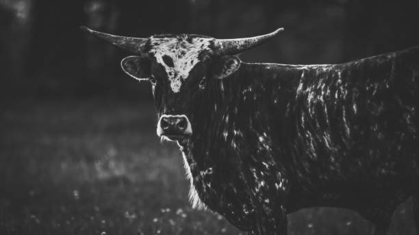 черно-белый tx лонгхорн - bull texas longhorn cattle horned white стоковые фото и изображения