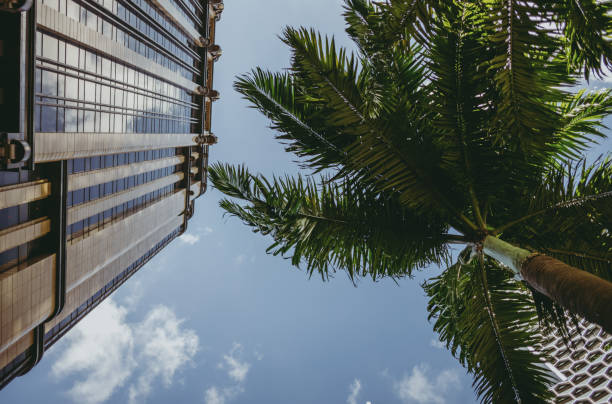 istock Palms and Offices Singapore 1217047529