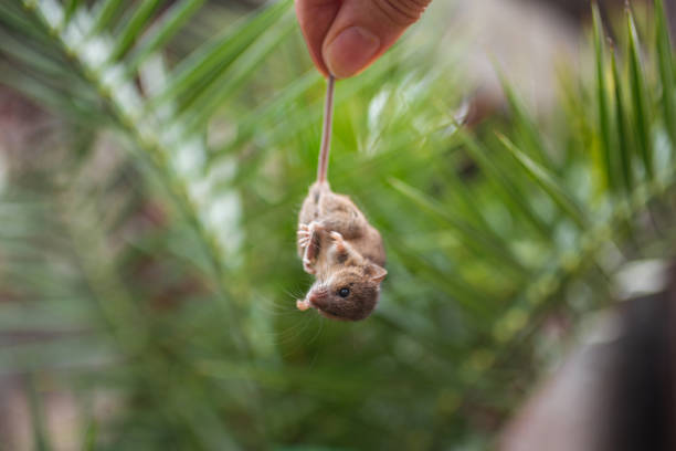 Cute little brown mouse hanging upside down by his tail, being held by a human hand.