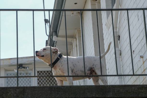 istock One happy dog on veranda 1217052913
