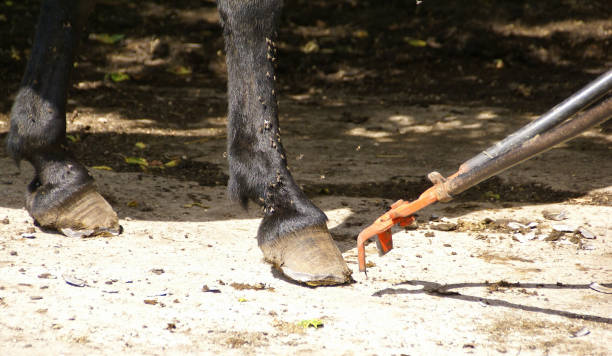 istock Hooves getting trimmed with a long tool 1217053626