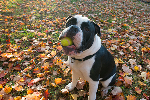 A young purebred English bulldog is sitting on the ground, surrounded by fall leaves in the park. He has a tennis ball in his mouth and is ready to play fetch.
