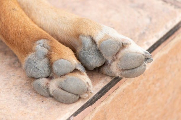istock Brown dog feet on the ground background. 1217057466