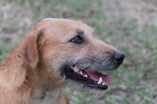 istock Brown dog on a green background. 1217057482