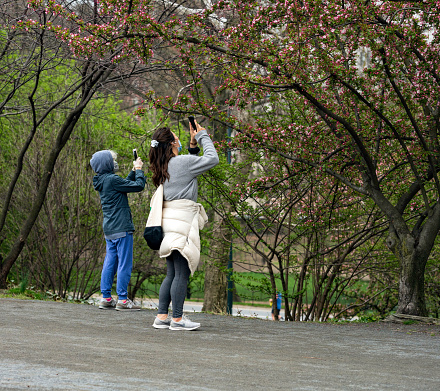 New York, NY, USA - April 5, 2020: Two women pause to snap photos of the newly blossoming cherry trees along the bridle path encircling the Jaqueline Kennedy Onassis Reservoir in Manhattan's Central Park. The women wear masks due to the ongoing coronavirus pandemic.