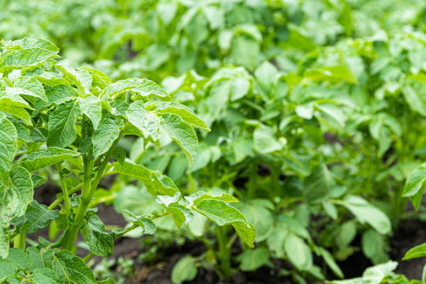 Green potato leaves grow on farm in garden stock photo