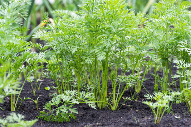Green carrot leaves grow in a garden bed stock photo