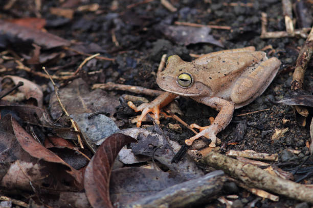 istock photo of an emerald-eyed treefrog 1217059928