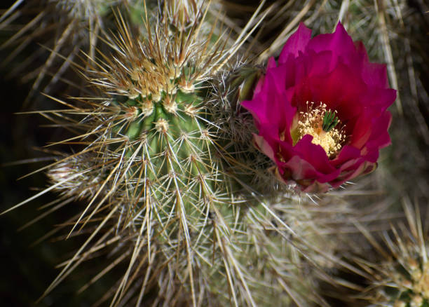 꽃에서 고슴도치 선인장 꽃의 매크로 사진 - southwest usa cactus hedgehog cactus flower 뉴스 사진 이미지