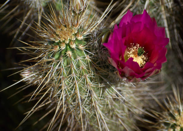 makrofotografia jeża kaktus kwiaty w bloom - cactus hedgehog cactus flower desert zdjęcia i obrazy z banku zdjęć