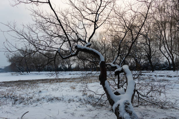 istock A crooked neck tree is covered with snow 1217060790