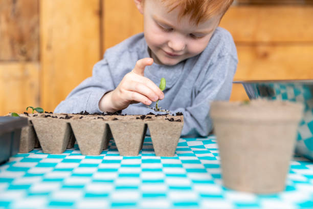 istock Cute Kid re-potting germinated seeds while quarantined at home at springtime 1217061333