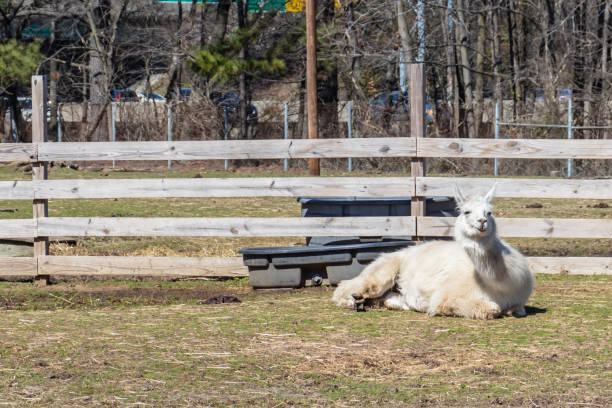 A white llama laying in the pasture of a petting zoo beside the interstate in Hampton, Virginia. A llama laying off to the far end of the pasture at Bluebird Gap Farm Park. hampton virginia photos stock pictures, royalty-free photos & images